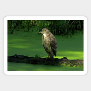 Juvenile Night heron Sticker